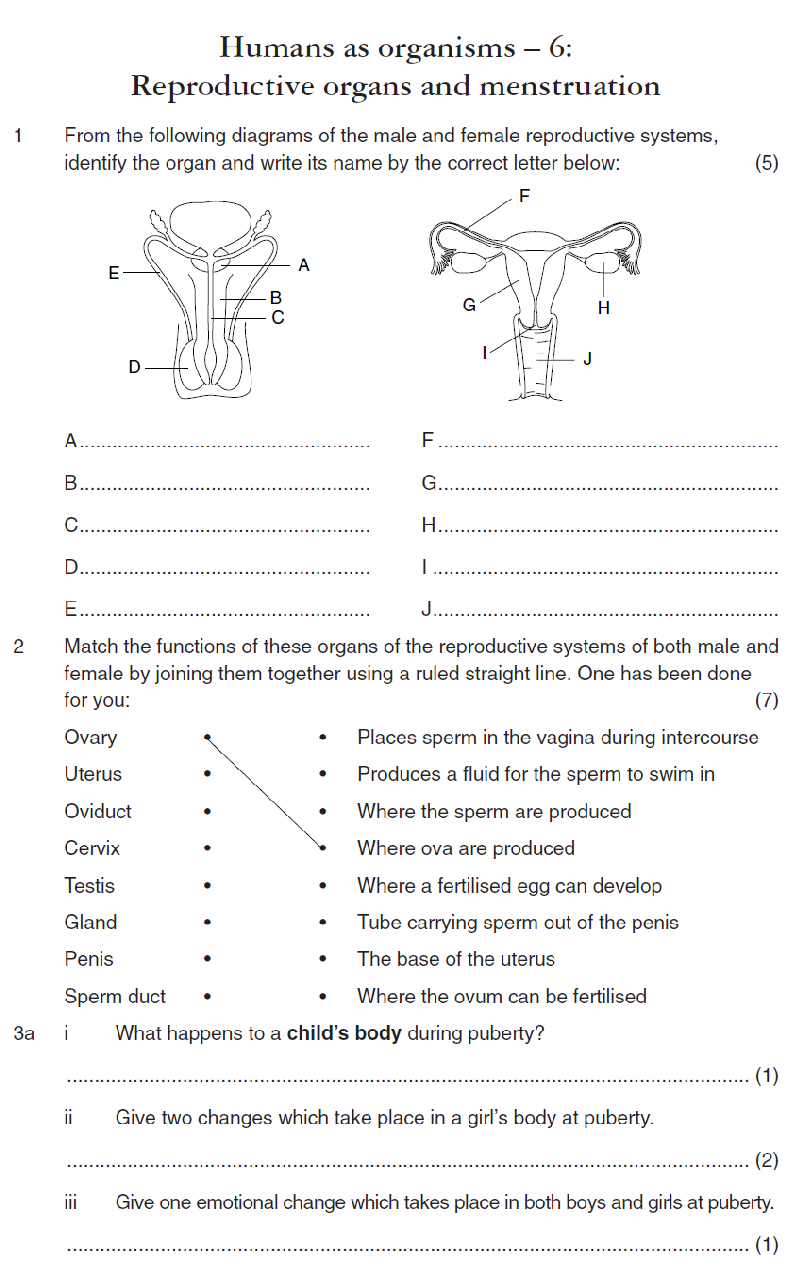 Matching Reproductive Anatomy Worksheet Fill Online P