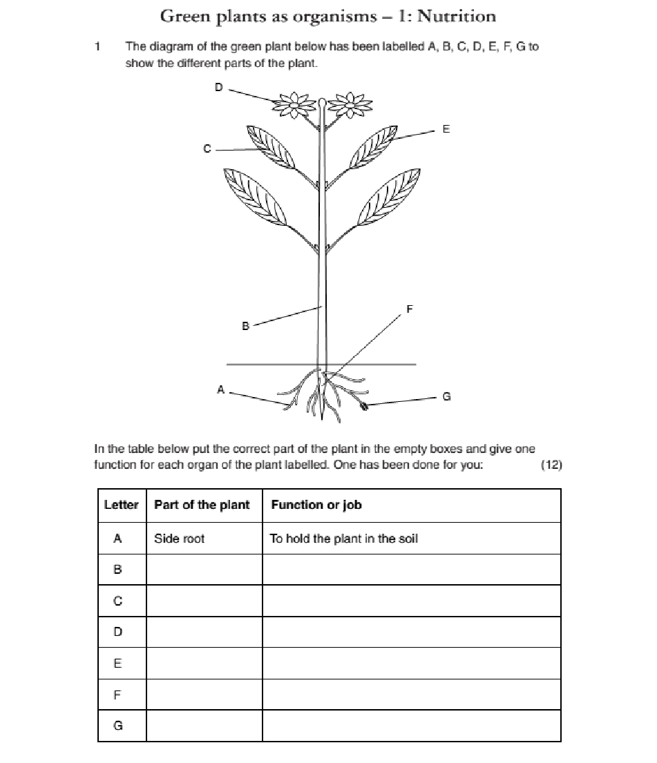 photosynthesis-activity-sheet